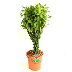 Büyük Boy Kaktüs, Euphorbia Neriifolia Cristata- Nadir Tür-90 cm uzunluk-17 cm Saksıda-Uygun Fiyatlı
