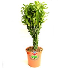 Büyük Boy Kaktüs, Euphorbia Neriifolia Cristata- Nadir Tür-90 cm uzunluk-17 cm Saksıda-Uygun Fiyatlı