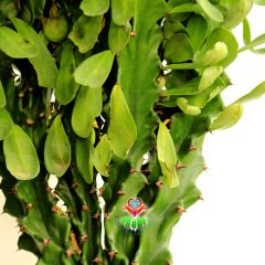 Büyük Boy Kaktüs, Euphorbia Neriifolia Cristata- Nadir Tür-90 cm uzunluk-17 cm Saksıda-Uygun Fiyatlı