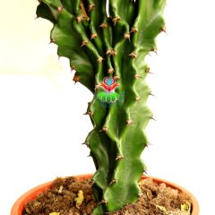 Büyük Boy Kaktüs, Euphorbia Neriifolia Cristata- Nadir Tür-90 cm uzunluk-17 cm Saksıda-Uygun Fiyatlı