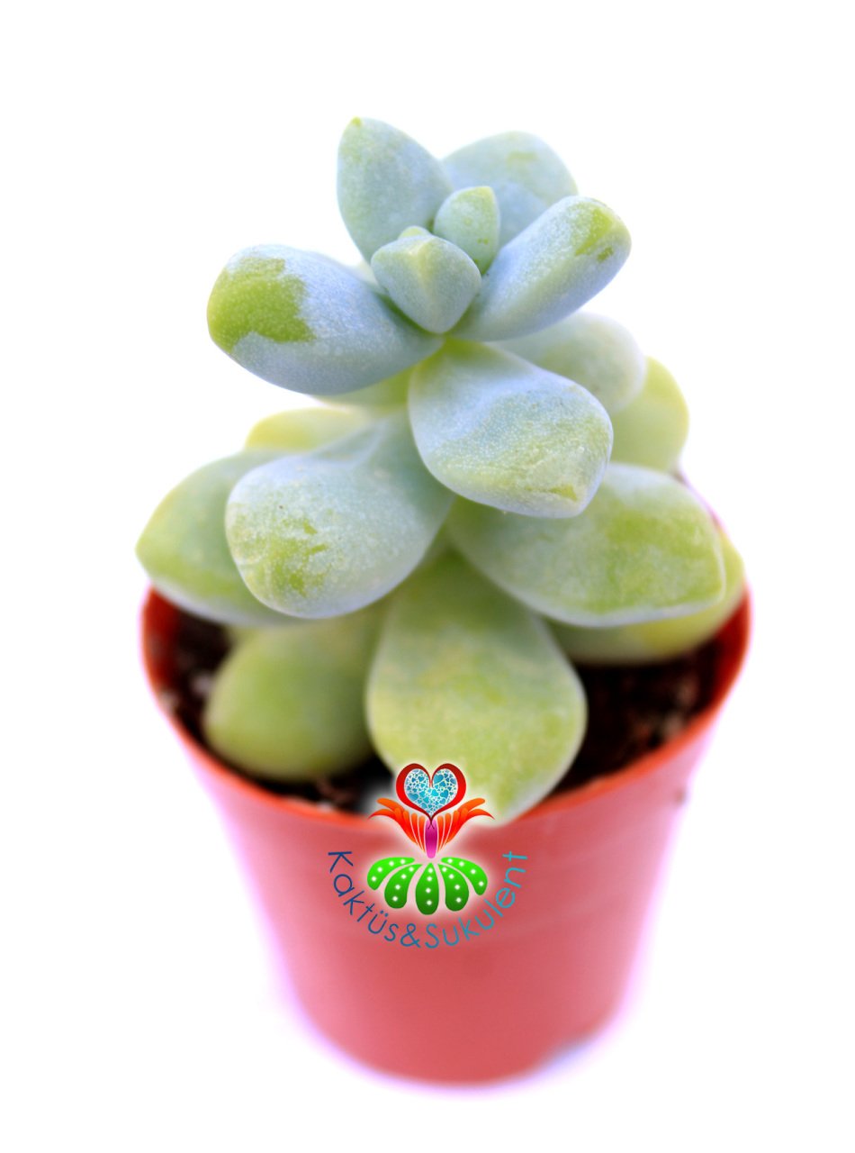 Sedum Treleasei-Yeşil Renk Yapraklı Sukulent- 5,5 cm Saksıda