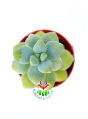 Sedum Treleasei-Yeşil Renk Yapraklı Sukulent- 5,5 cm Saksıda