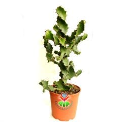 Büyük Boy Kaktüs,Euphorbia Grandicornis-DEV Nadir Tür-45+ cm uzunluk-17 cm Saksıda-Spiral Burgulu