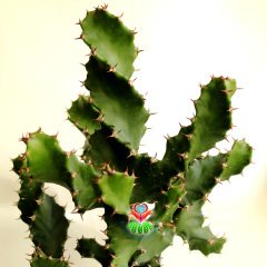 Büyük Boy Kaktüs,Euphorbia Grandicornis-DEV Nadir Tür-45+ cm uzunluk-17 cm Saksıda-Spiral Burgulu