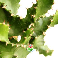 Büyük Boy Kaktüs,Euphorbia Grandicornis-DEV Nadir Tür-45+ cm uzunluk-17 cm Saksıda-Spiral Burgulu