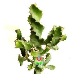 Büyük Boy Kaktüs,Euphorbia Grandicornis-DEV Nadir Tür-45+ cm uzunluk-17 cm Saksıda-Spiral Burgulu
