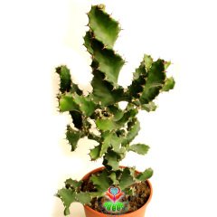 Büyük Boy Kaktüs,Euphorbia Grandicornis-DEV Nadir Tür-45+ cm uzunluk-17 cm Saksıda-Spiral Burgulu