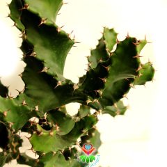 Büyük Boy Kaktüs,Euphorbia Grandicornis-DEV Nadir Tür-45+ cm uzunluk-17 cm Saksıda-Spiral Burgulu