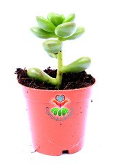 Sedum Lucidum-Yaprakları Bordolaşan Sukulent- 5,5 cm Saksıda
