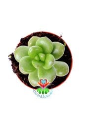 Sedum Lucidum-Yaprakları Bordolaşan Sukulent- 5,5 cm Saksıda