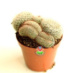 Kaktüs,Mammillaria Mix-Minik Pembe Çiçek Açar -Cristata ve Normal Bir Arada -1.Sınıf- 8,5 cm saksıda-Sukulent