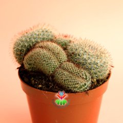 Kaktüs,Mammillaria Mix-Minik Pembe Çiçek Açar -Cristata ve Normal Bir Arada -1.Sınıf- 8,5 cm saksıda-Sukulent