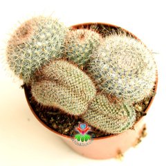 Kaktüs,Mammillaria Mix-Minik Pembe Çiçek Açar -Cristata ve Normal Bir Arada -1.Sınıf- 8,5 cm saksıda-Sukulent