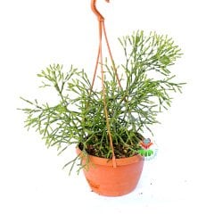 Rhipsalis Cereuscula-Yeşil Çubuk Formlu Sarkıcı Sukulent-15 cm Askılı Saksıda