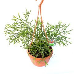 Rhipsalis Cereuscula-Yeşil Çubuk Formlu Sarkıcı Sukulent-15 cm Askılı Saksıda