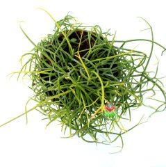 Rhipsalis Baccifera- Sarkıcı Sukulent-8,5 cm Saksıda