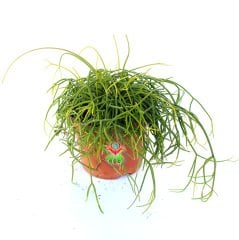 Rhipsalis Baccifera- Sarkıcı Sukulent-8,5 cm Saksıda