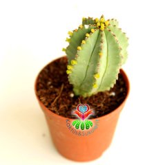 Kaktüs,Euphorbia İnfausta -ÇOK NADİR TÜR -8,5 cm saksıda-Özel Tür Koleksiyon Ürünü,Sukulent