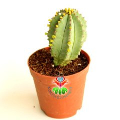 Kaktüs,Euphorbia İnfausta -ÇOK NADİR TÜR -8,5 cm saksıda-Özel Tür Koleksiyon Ürünü,Sukulent