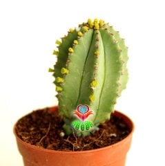 Kaktüs,Euphorbia İnfausta -ÇOK NADİR TÜR -8,5 cm saksıda-Özel Tür Koleksiyon Ürünü,Sukulent