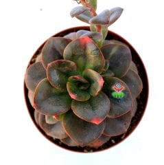 Echeveria 'Chroma' -Bordo ve Çeşitli Renkli Yapraklı Özel Tür- 8,5 cm Saksıda