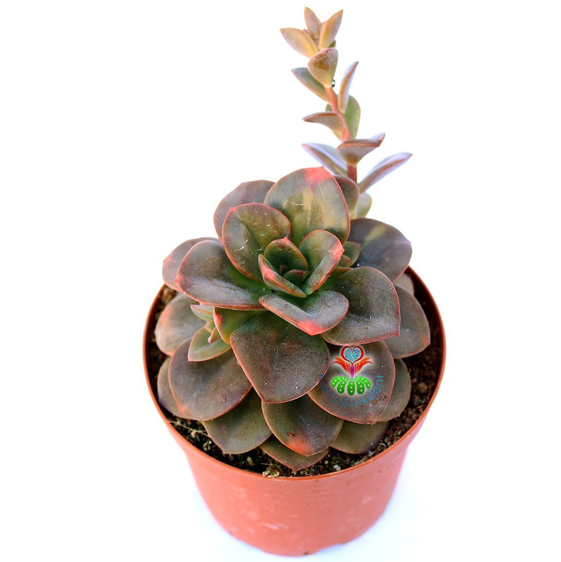 Echeveria 'Chroma' -Bordo ve Çeşitli Renkli Yapraklı Özel Tür- 8,5 cm Saksıda