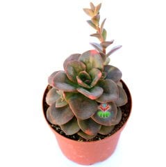 Echeveria 'Chroma' -Bordo ve Çeşitli Renkli Yapraklı Özel Tür- 8,5 cm Saksıda