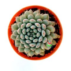 Echeveria Setosa var. Deminuta-Mavi Minik Yapraklı Sukulent 5,5 cm Saksıda