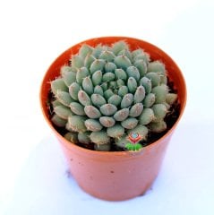 Echeveria Setosa var. Deminuta-Mavi Minik Yapraklı Sukulent 5,5 cm Saksıda