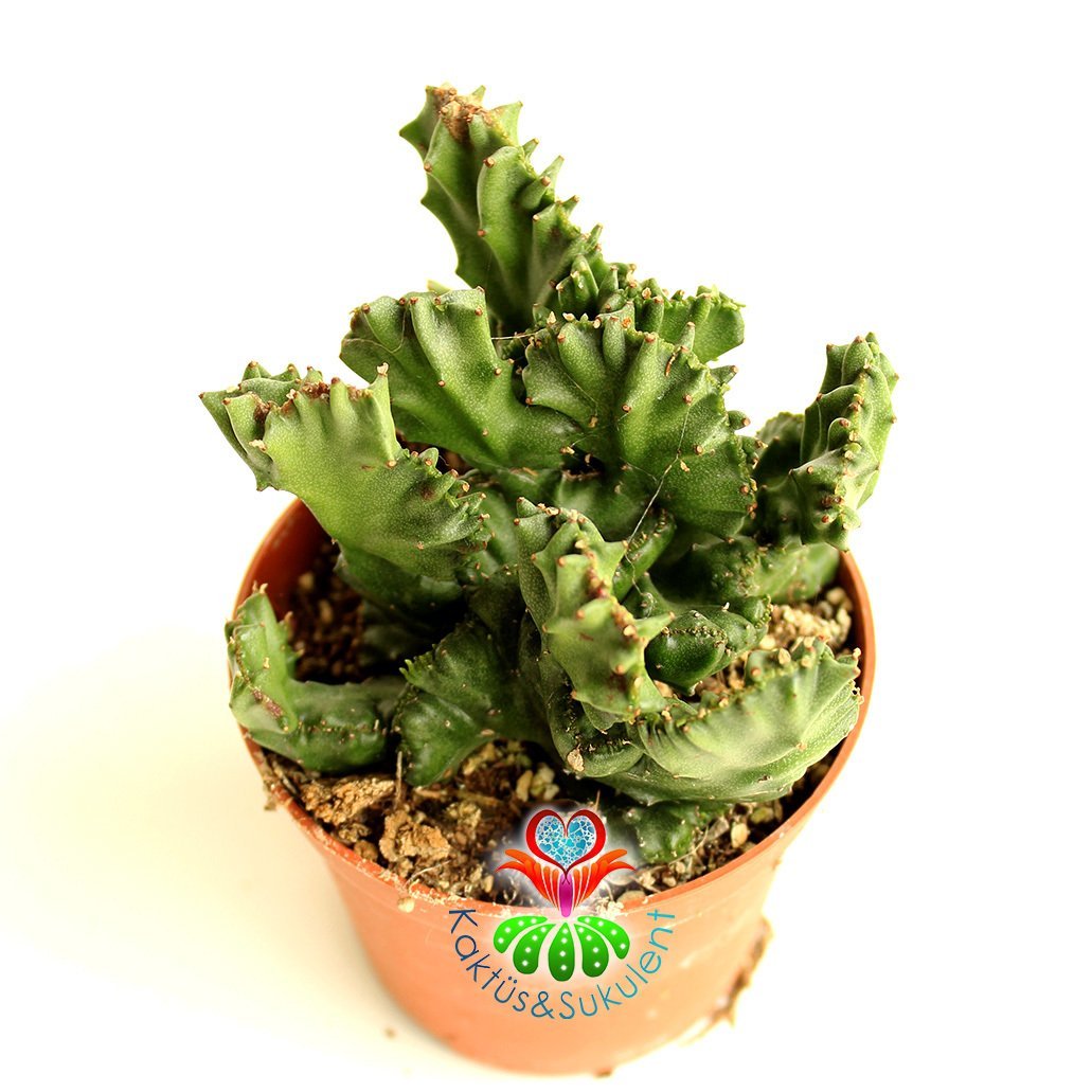 Sıradışı Beyin Kaktüs,Euphorbia Lactea Cristata-Nadir Tür -8 cm Saksıda-Teraryum, Sukulent