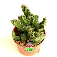 Sıradışı Beyin Kaktüs,Euphorbia Lactea Cristata-Nadir Tür -8 cm Saksıda-Teraryum, Sukulent