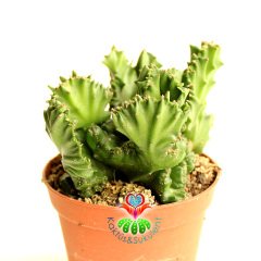 Sıradışı Beyin Kaktüs,Euphorbia Lactea Cristata-Nadir Tür -8 cm Saksıda-Teraryum, Sukulent