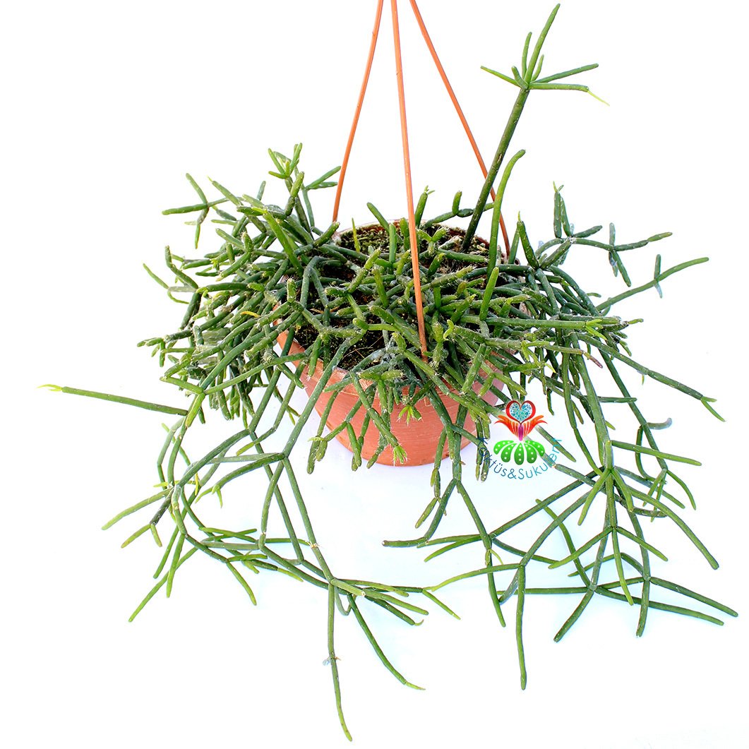 Rhipsalis Heteroclada-Yeşil Çubuk Formlu Sarkıcı Sukulent-15 cm Askılı Saksıda