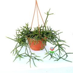 Rhipsalis Heteroclada-Yeşil Çubuk Formlu Sarkıcı Sukulent-15 cm Askılı Saksıda