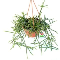 Rhipsalis Heteroclada-Yeşil Çubuk Formlu Sarkıcı Sukulent-15 cm Askılı Saksıda