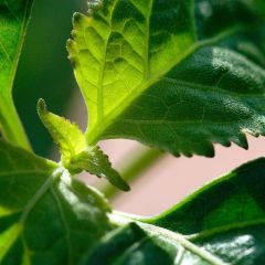 Tefarik (Patchouli)