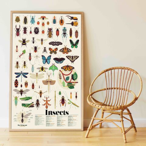 Discovery Insects