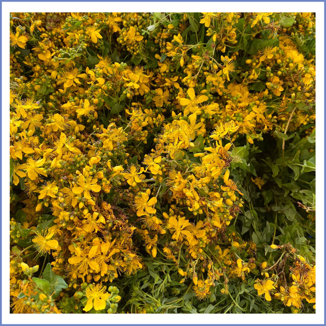 Sarı Kantaron Çiçeği Demet (70 Gr.)