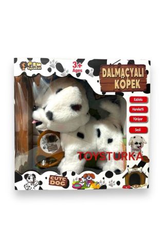 Pilli Sesli Tasmalı Yürüyen Sevimli Dalmaçyalı Köpek Tasmalı Köpek