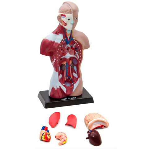 İnsan Vücudu (Küçük) 27 Cm