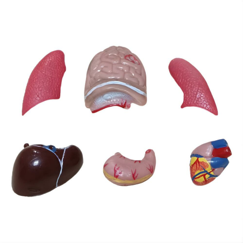 İnsan Vücudu (Küçük) 27 Cm