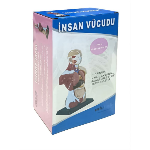 İnsan Vücudu (Küçük) 27 Cm