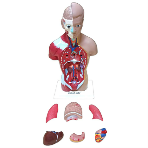 İnsan Vücudu (Küçük) 27 Cm