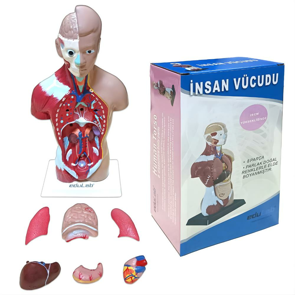 İnsan Vücudu (Küçük) 27 Cm