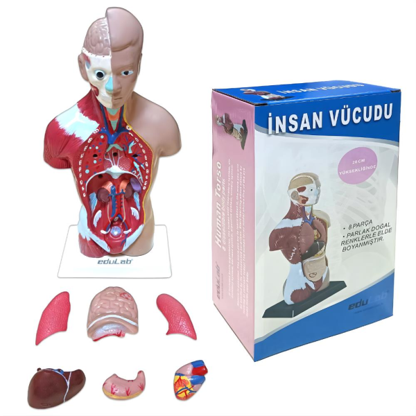 İnsan Vücudu (Küçük) 27 Cm