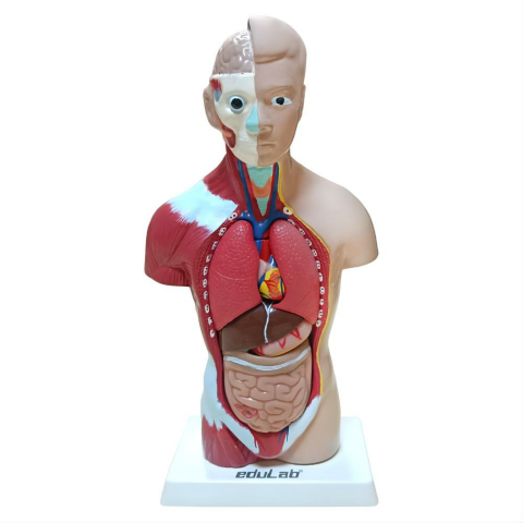 İnsan Vücudu (Küçük) 27 Cm