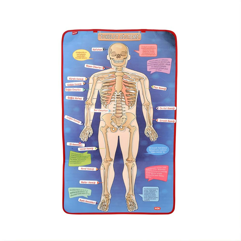 İskelet Sistemi Pano Keçe Duvar Panosu