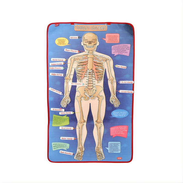 İskelet Sistemi Pano Keçe Duvar Panosu