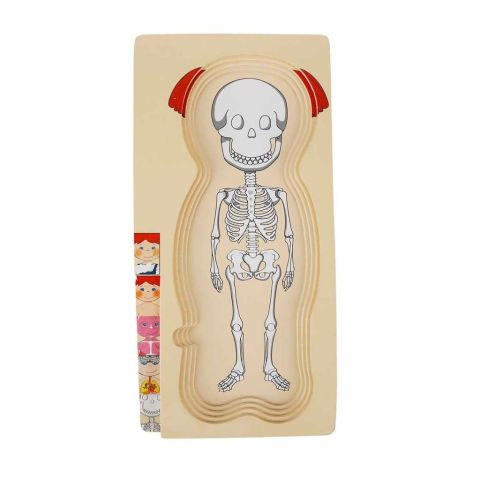 Oyna Öğren Katmanlı Insan Vücudu Ahşap Puzzle