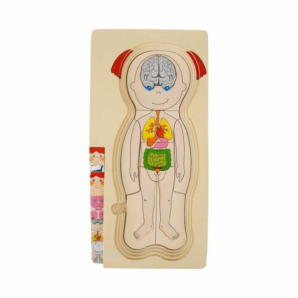Oyna Öğren Katmanlı Insan Vücudu Ahşap Puzzle